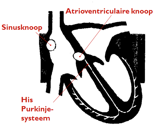 Schema van het hart